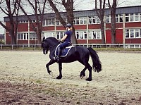 Eos beim Training im Landgestüt Celle