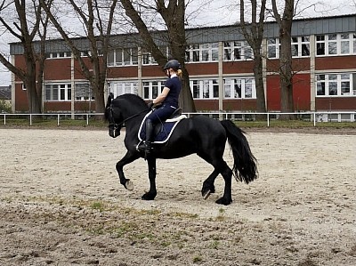 Friese Friesenhengst Reitpferd beritt pferdeausbildung