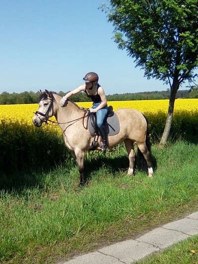 Reitunterricht beritt reitpony reitpferd Ausbildung Reiter Reitsport